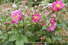 Anemone hybrida 'Margarette'