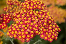 Achillea millefolium 'Walter Funcke'