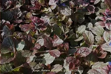 Ajuga reptans 'Burgundy Glow'