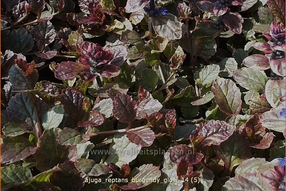 Ajuga reptans 'Burgundy Glow'