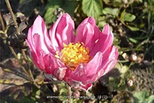 Anemone hybrida 'Margarette'