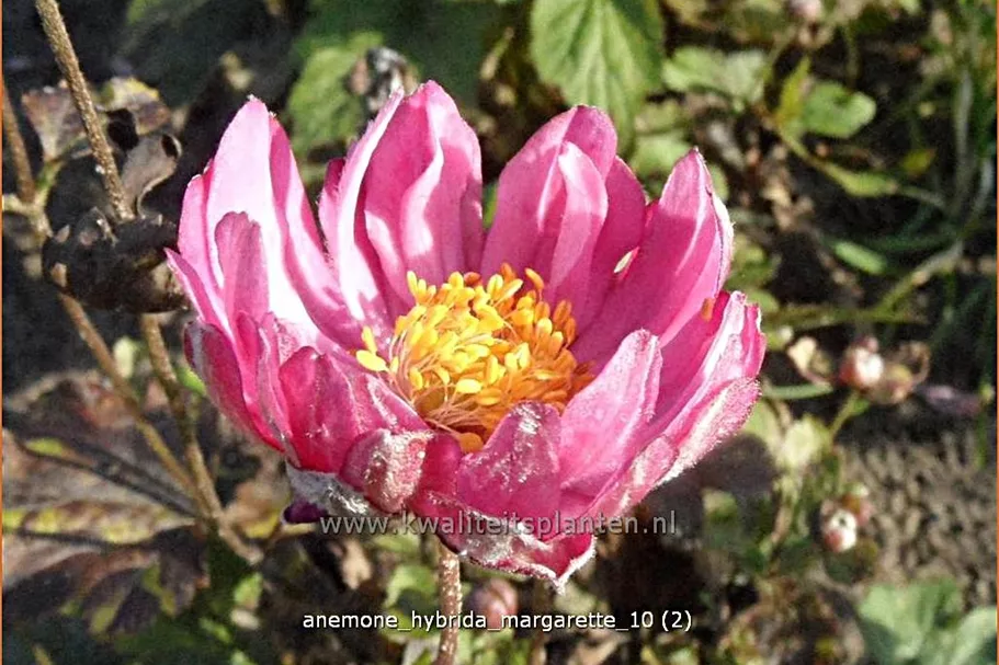 Anemone hybrida 'Margarette'