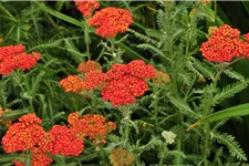 Achillea millefolium 'Walter Funcke'