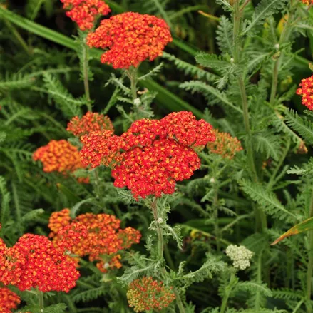 Achillea millefolium 'Walter Funcke'