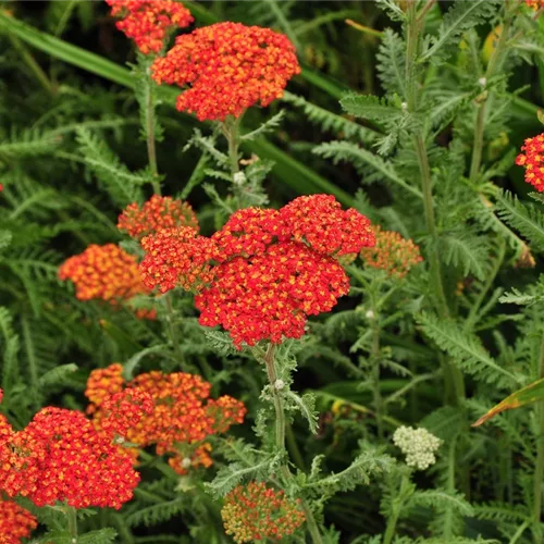 Achillea millefolium 'Walter Funcke'