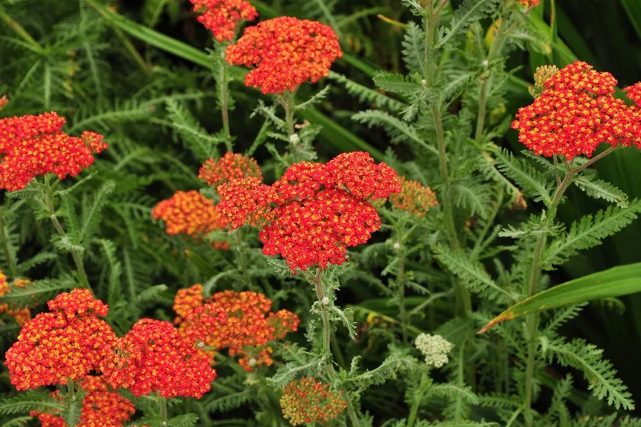 Achillea millefolium 'Walter Funcke'