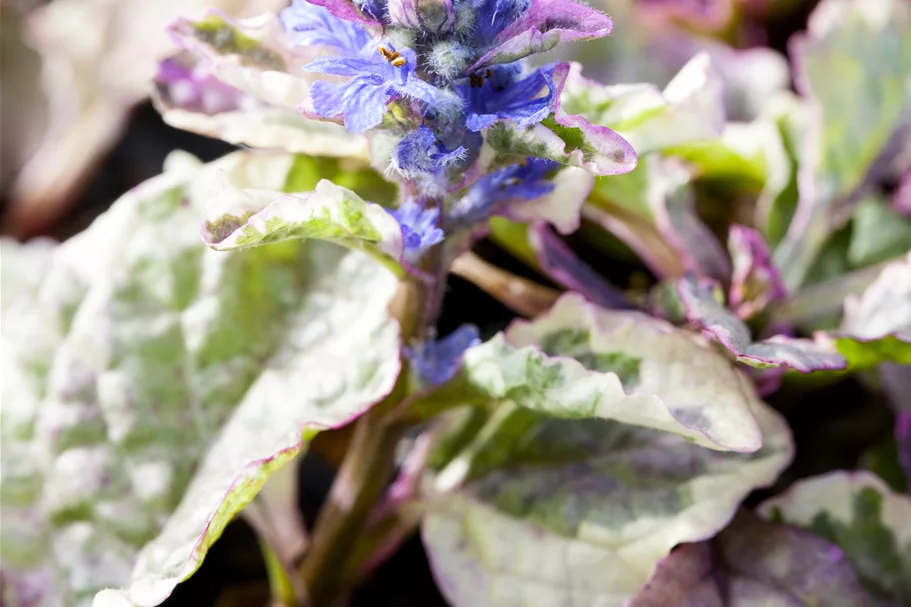 Ajuga reptans 'Burgundy Glow'