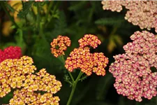 Achillea millefolium 'Walter Funcke'