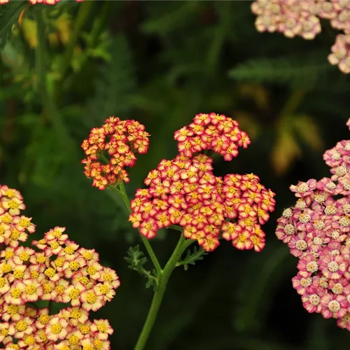 Achillea millefolium 'Walter Funcke'