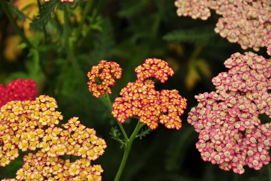 Achillea millefolium 'Walter Funcke'