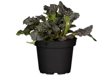 Ajuga reptans 'Burgundy Glow'