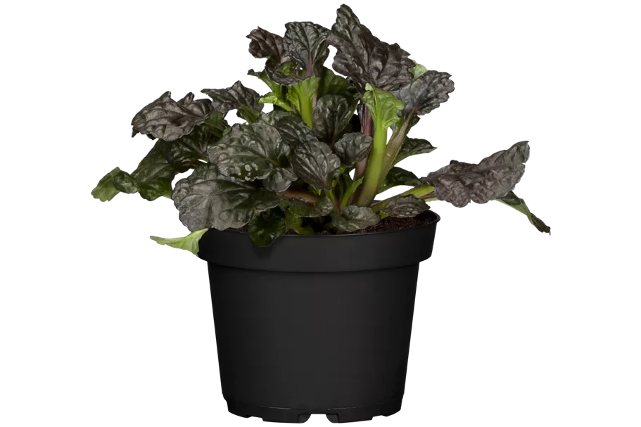 Ajuga reptans 'Burgundy Glow'