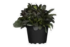 Ajuga reptans 'Burgundy Glow'