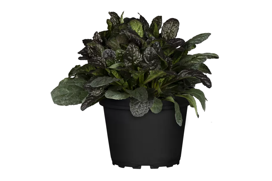 Ajuga reptans 'Burgundy Glow'