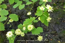 Anemonella thalictroides 'Betty Blake' Staude im 9x9 cm Vierecktopf