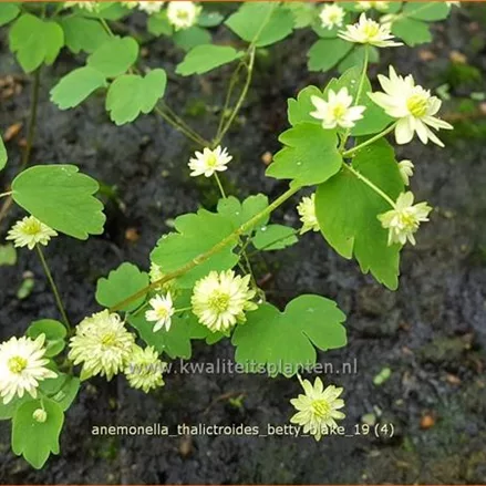 Anemonella thalictroides 'Betty Blake'