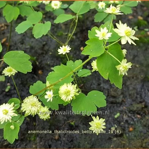 Anemonella thalictroides 'Betty Blake'