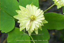 Anemonella thalictroides 'Betty Blake' Staude im 9x9 cm Vierecktopf