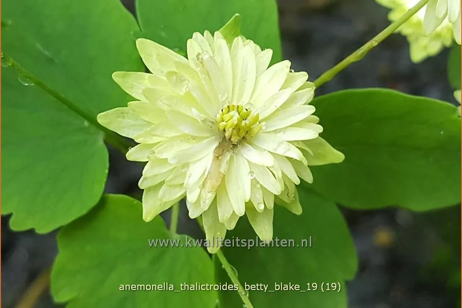 Anemonella thalictroides 'Betty Blake' Staude im 9x9 cm Vierecktopf