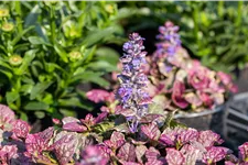 Ajuga reptans 'Burgundy Glow'