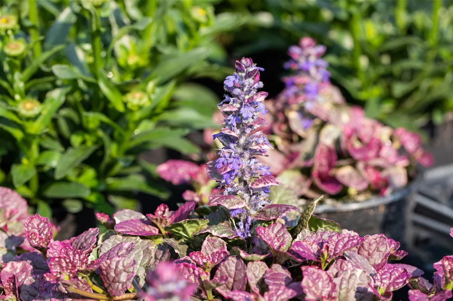 Ajuga reptans 'Burgundy Glow'