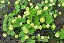 Anemonella thalictroides 'Betty Blake' Staude im 9x9 cm Vierecktopf