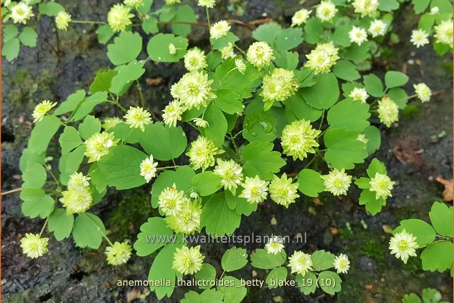 Anemonella thalictroides 'Betty Blake' Staude im 9x9 cm Vierecktopf