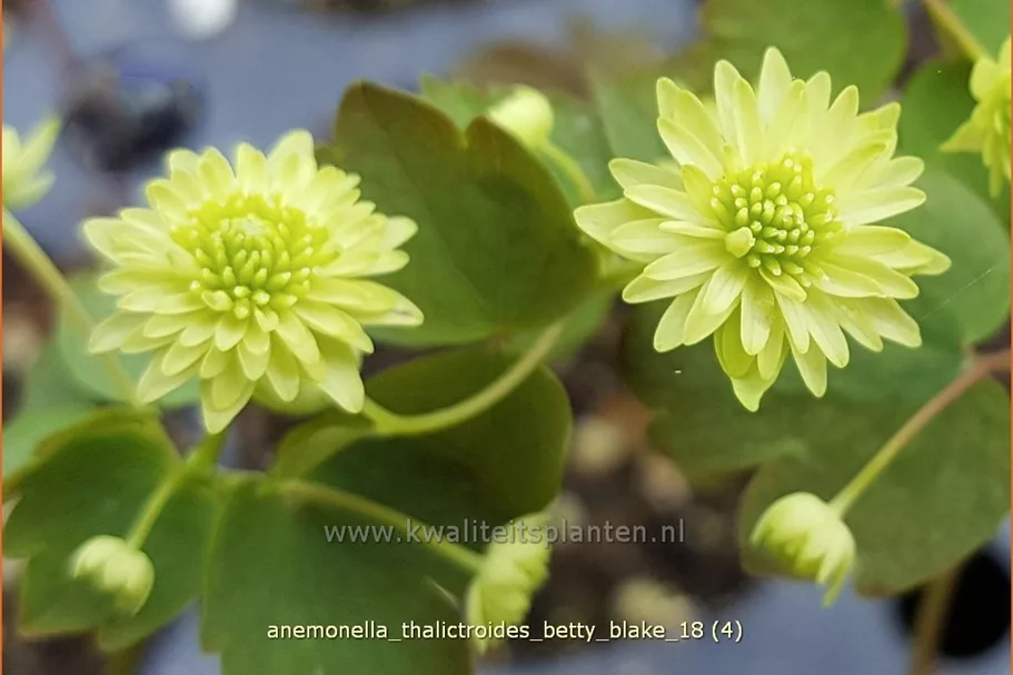Anemonella thalictroides 'Betty Blake' Staude im 9x9 cm Vierecktopf