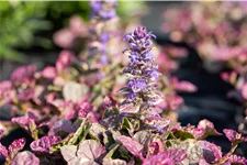 Ajuga reptans 'Burgundy Glow'