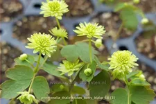 Anemonella thalictroides 'Betty Blake' Staude im 9x9 cm Vierecktopf