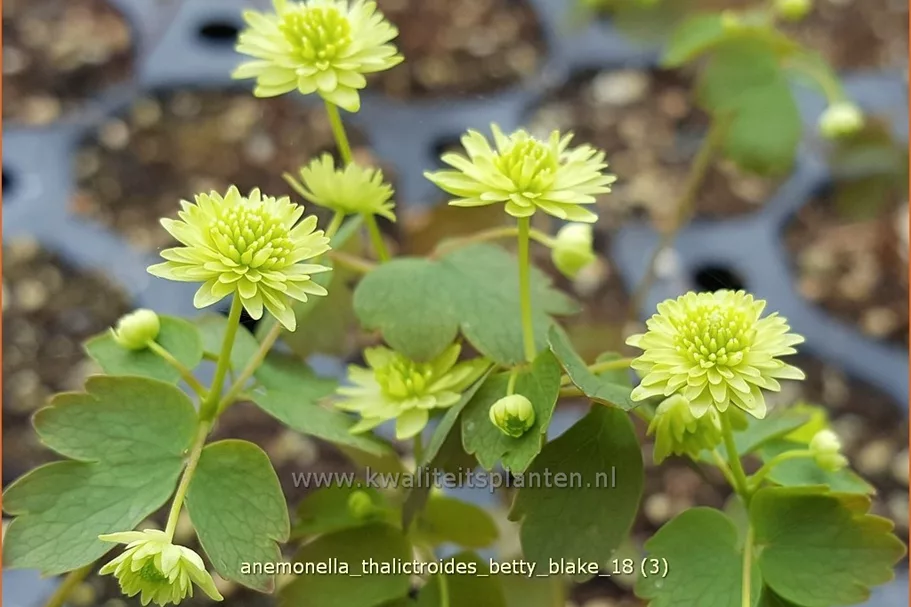 Anemonella thalictroides 'Betty Blake' Staude im 9x9 cm Vierecktopf