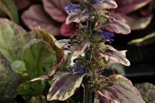 Ajuga reptans 'Burgundy Glow'