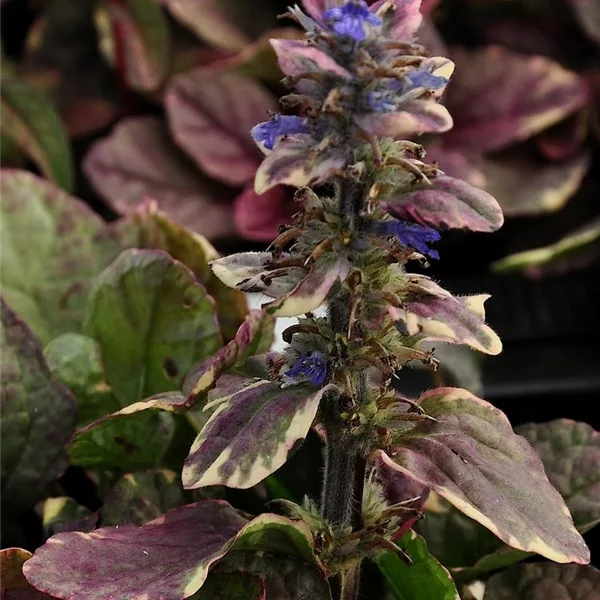 Ajuga reptans 'Burgundy Glow'