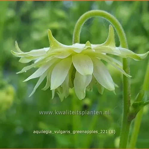 Aquilegia vulgaris 'Greenapples'