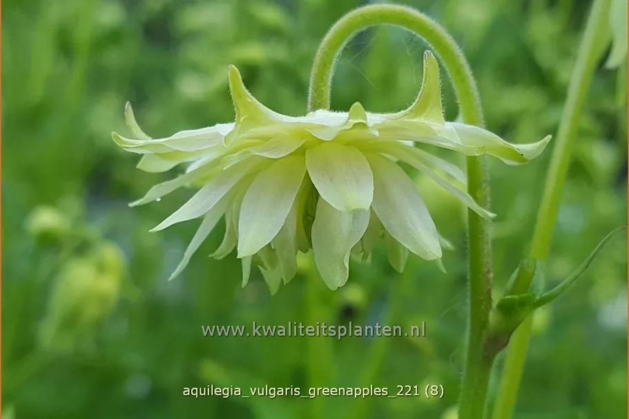 Aquilegia vulgaris 'Greenapples'