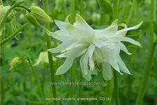 Aquilegia vulgaris 'Greenapples'