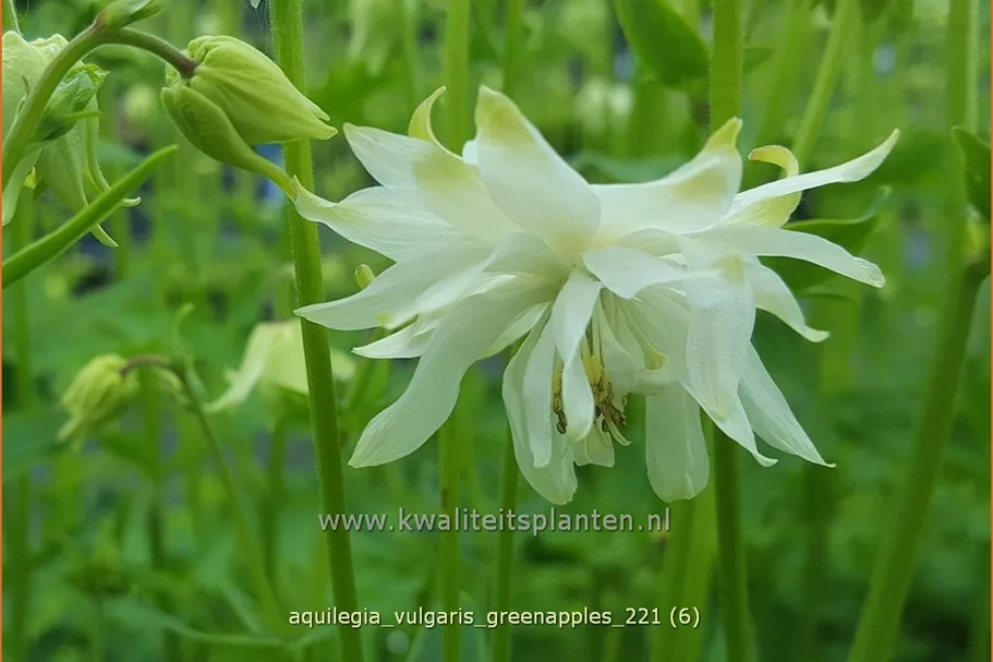Aquilegia vulgaris 'Greenapples'