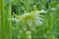 Aquilegia vulgaris 'Greenapples'