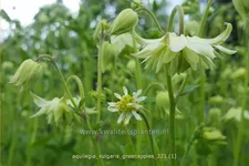 Aquilegia vulgaris 'Greenapples'