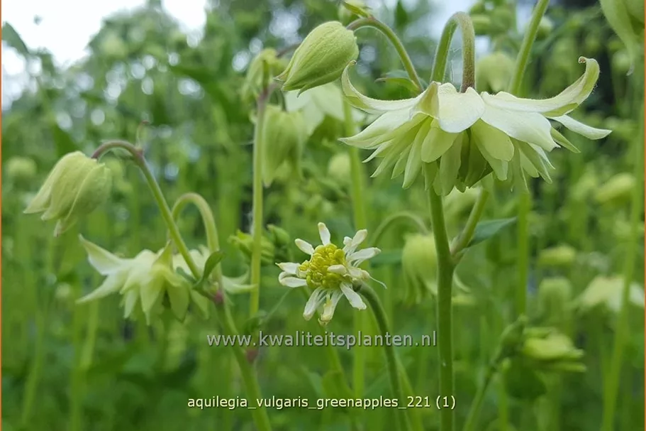 Aquilegia vulgaris 'Greenapples'