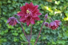 Aquilegia vulgaris 'Ruby Port'