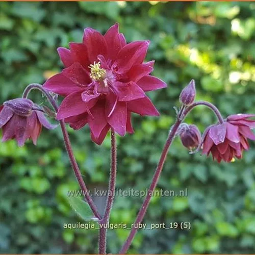 Aquilegia vulgaris 'Ruby Port'