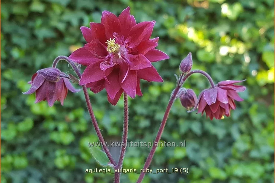 Aquilegia vulgaris 'Ruby Port'