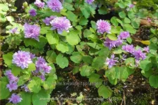 Anemonella thalictroides 'Oscar Schoaf'