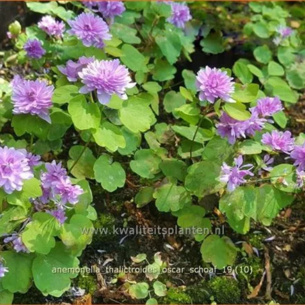 Anemonella thalictroides 'Oscar Schoaf'