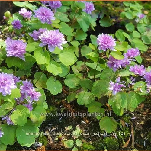Anemonella thalictroides 'Oscar Schoaf'