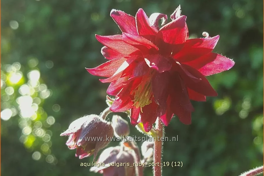 Aquilegia vulgaris 'Ruby Port'