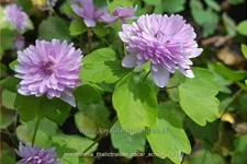 Anemonella thalictroides 'Oscar Schoaf'