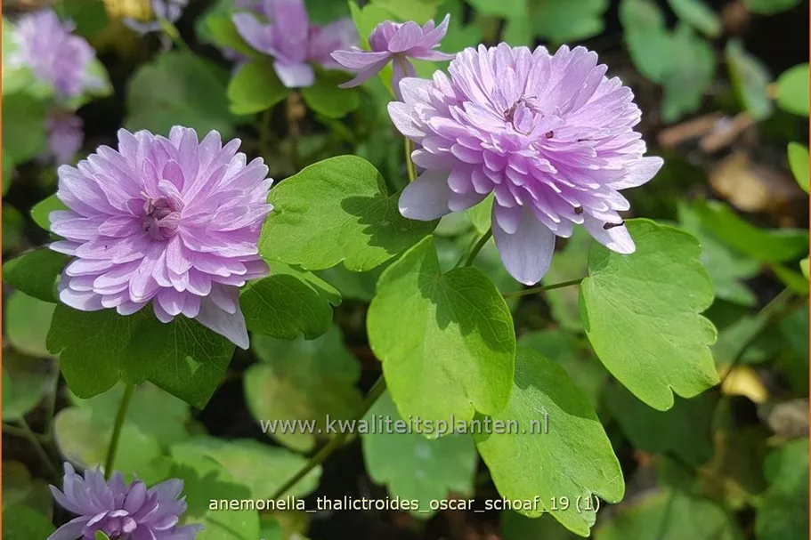 Anemonella thalictroides 'Oscar Schoaf'