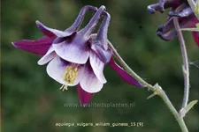 Aquilegia vulgaris 'William Guiness'